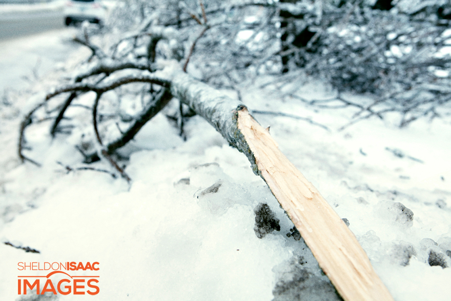 Broken Tree Limb Ice Storm