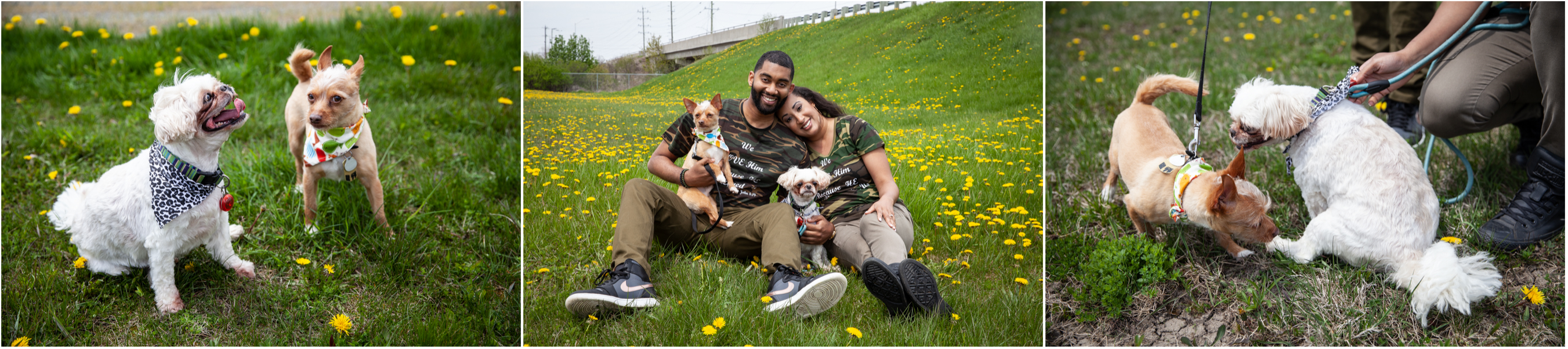 2 Dogs play in a Whitby park during an engagement photoshoot